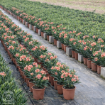 Oleander obyčajný (Nerium oleander) ´ATTILIO RAGIONIERI´- LOSOSOVÝ - výška 50-70 cm, kont. C3L (-10/-12°C)